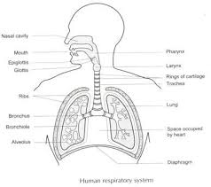 Human Respiratory System And Its Mechanism With Diagram