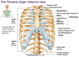 The thoracic cage (rib cage) is the skeletal framework of the thoracic wall, which encloses the thoracic cavity. Rib Bone Anatomy Anatomy Drawing Diagram