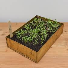 Buy Brushed Brass Seed Tray