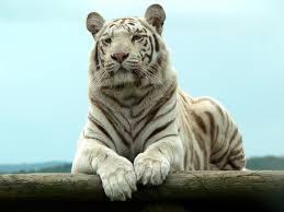 white tiger free photo