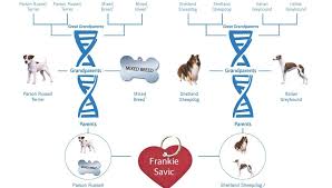 do dog dna tests work how accurate are