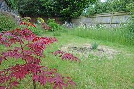 Best Trees For Small Gardens Uk