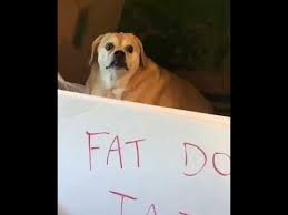 Why does this dog look like it just bought you a drink from across the bar? Fat Dog Jail Meme Youtube