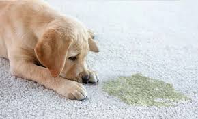 professional pet urine and odor removal