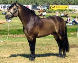 Ya that is a good color too. Buckskin Horses Facts Colors Origin And Characteristics