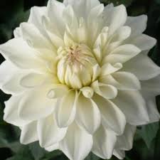 Check spelling or type a new query. Dahlia Go Go Speckled Pink 1 Gallon Winnipeg Greenhouses And Garden Centre Ron Paul Garden Centre