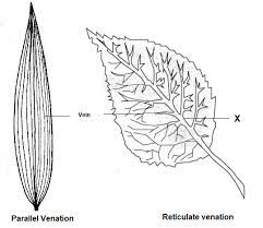 reticulate and parallel venation