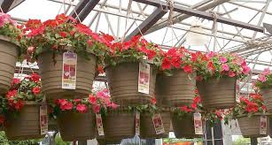 Most mum plants are easy to grow with their basic flower color: Lowes Memorial Day Sale 4 50 Hanging Flowers 2 Mulch More