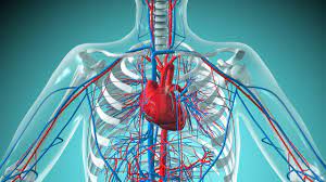 human heart anatomy function facts
