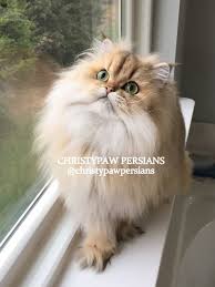 Search for cats for adoption at shelters near cincinnati, oh. Christypaw Persians Persian Kittens For Sale In Missouri Persian Kittens Persian Kittens For Sale Persian Cats For Sale