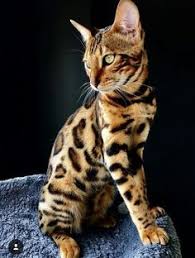 It is advised that they be exclusively indoor cats as what does a bengal cat eat? 300 Bengal Kittens Ideas Kittens Bengal Cat Bengal Kitten