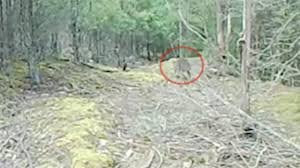 A video posted by neil waters, president of the thylacine awareness group of australia (t.a.g.o.a.) this week claims that photos of a male and female adult. I Know It S A Thylacine Men Claim New Video Captures Tasmanian Tiger