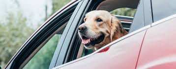Driving with pets in your car in California; What you need to know. - Ticket Snipers®