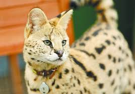 Savannahs makes great family members and are very. Meet Boomer An African Serval Living On Washington S Palouse Prairie Arts Culture Spokane The Pacific Northwest Inlander News Politics Music Calendar Events In Spokane Coeur D Alene And