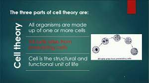 cell theory schleiden and schwann