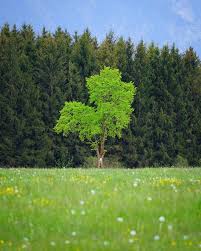 nature trees images free on