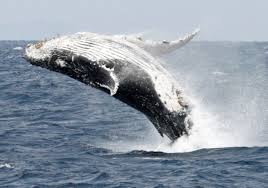 blue whales found to swallow 10 million