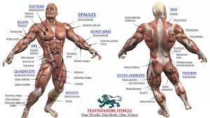 Muscle Charts Of The Human Body Best Picture Of Chart