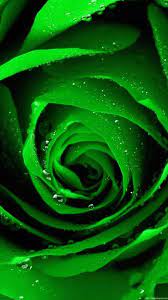 Rose green rose flower ...