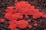 Resultado de imagem para red raspberry slime mould
