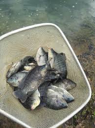 it s tilapia time for north texas ponds