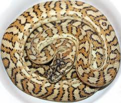caramel carpet python traits morphpedia