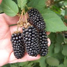 Blackberries, like raspberries, are a very easy berry to grow. What Is A Blackberry Fruit Called In Hindi Quora