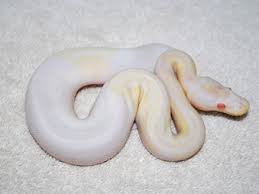 Ball Pythons Morphs Pictures Gallery