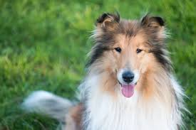 Collie Dog Breed Information & Characteristics