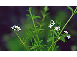 Galium palustre (Common marsh bedstraw) | Native Plants of North ...