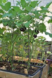 Eggplant How To Garden Raised Beds