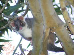 All About Ringtail Possums Ringtailpossum Week Janine