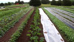 Small Organic Vegetable Farm