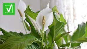 peace lily plant is toxic for cats