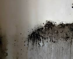 How To Kill Mould Cleaning Express