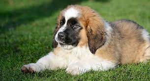 Sadie and luna might be having puppies! Mini St Bernard Your Guide To The Smaller St Bernard