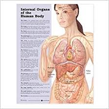 In the rear of the abdomen are the back muscles and spine. Buy Internal Organs Of The Human Body Anatomical Chart Book Online At Low Prices In India Internal Organs Of The Human Body Anatomical Chart Reviews Ratings Amazon In