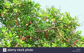 Image result for cashew nut cultivation in Mullaitivu