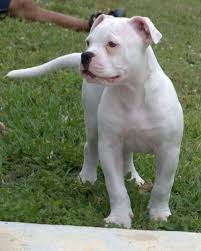 Puppies are 8 weeks old. Cute Puppies Pictures Onpuppies Com American Bulldog Puppies Bulldog Puppies American Bulldog