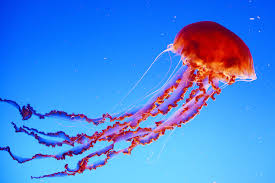 How To Treat A Jellyfish Sting