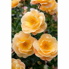 tesselaar flower carpet rose amber 2