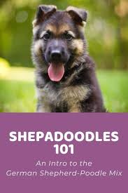 shepadoodle puppies near me