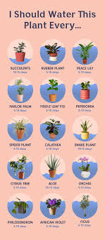 How Often To Water Houseplants How To Water Plants