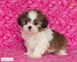 We are so excited about the change this will bring to our family dynamic. Elizabeth Shih Tzu Puppy For Sale In Gap Pa Shih Tzu Puppy For Sale Shih Tzu Puppy Puppies Shih Tzu