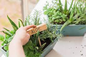 How To Plant A Mini Herb Garden