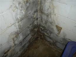 Debunking Basement Mold Removal Myths