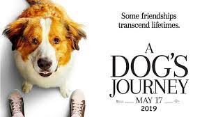 See more of a dog's journey on facebook. A Dog S Journey What We Learn Along The Way Dove Org