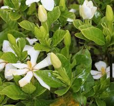 File Gardenia Jasminoides Bud Jpg