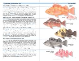 Field Guide To Coastal Fishes From Alaska To California By