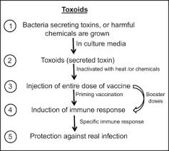 toxoid an overview sciencedirect topics